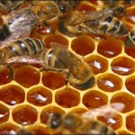 Лечение акне народными средствами или сырой мёд в действии